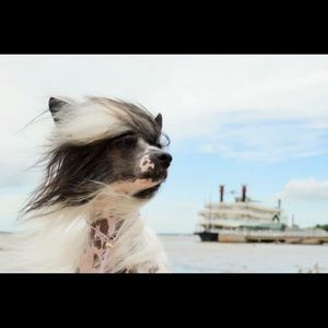 Meet Posher, Tracy with Salt, Sand & Beignets!